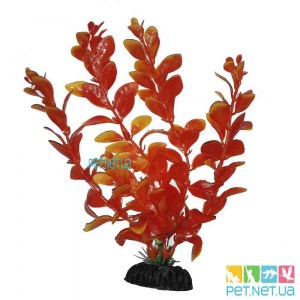 Aquarium plants - 1004